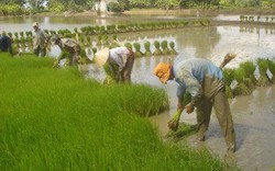 Hà Nội: 34 vùng sản xuất lúa chất lượng cao