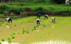 Tuyên Quang: Gieo cấy gần 19.300ha lúa xuân