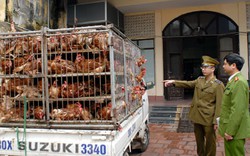 Cúm A/H7N9 áp sát Lạng Sơn