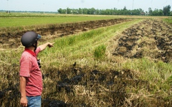 An Giang: Nông dân hoang mang vì lúa chết bất thường