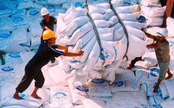 Tháng 1 xuất khẩu hơn 307.000 tấn gạo