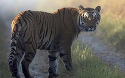 Sốc: Hổ ăn thịt 10 người sau khi thoát khỏi vườn thú