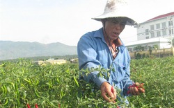 Đại Lộc &#40;Quảng Nam&#41;: Nông dân giàu lên nhờ nông thôn mới