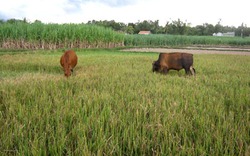 Quảng Ngãi: Nhiều diện tích lúa dùng cho bò ăn