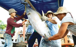 Bình Định: Mời gọi đầu tư 3 dự án sản xuất cá ngừ 