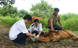 Quảng Nam: Dịch lở mồm long móng trên trâu, bò 