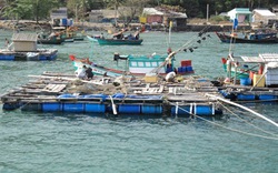 Kiên Giang: Sinh vật lạ làm cá nuôi chết hàng loạt