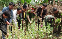 Điện Biên: Triệt phá nhiều diện tích cây thuốc phiện