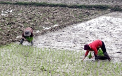 Huyện Lộc Hà &#40;Hà Tĩnh&#41;: Gần 200ha đất lúa thiếu nước cấy