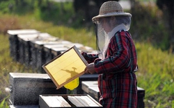 Giá mật ong xuất vào Mỹ đạt thấp
