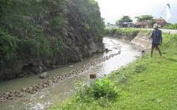 Khánh Hòa: Người chăn nuôi vô tư tái đàn 