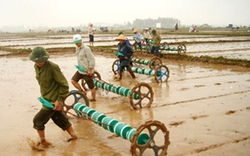Hà Nam: Tập huấn gieo thẳng lúa cho hội viên