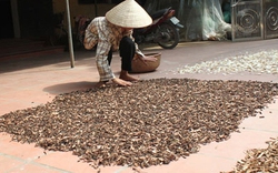 Nam Định: Thành lập làng nghề trồng cây dược liệu