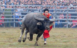 Những pha bắt trâu &#34;nghẹt thở&#34; như trong phim hành động