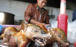 Thịt thú hoang vẫn bày dọc đường hành hương