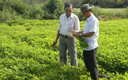 Vụ Đông Xuân tại Bình Định: Tăng diện tích cây trồng cạn