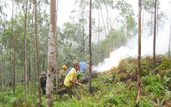 Bắc Ninh: Tăng cường ứng phó nguy cơ cháy rừng