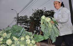 Rau sạch không lo ế