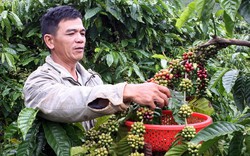 Đăk Nông: Giá cà phê tăng, người dân “găm” hàng