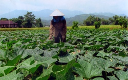 Hà Tĩnh: Doanh nghiệp liên kết với nông dân trồng bí đỏ
