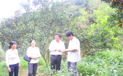 Tuyên Quang: Hỗ trợ phân bón cho nông dân trồng cam