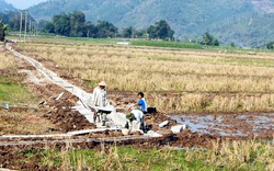 Lào Cai: Hơn 600ha lúa nguy cơ thiếu nước