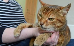 Kỳ diệu mèo cưng đoàn tụ với chủ nhân sau 11 năm mất tích