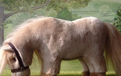 Cận cảnh loài ngựa lùn kỳ dị nhất thế giới