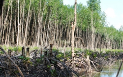 Cà Mau: Kỷ luật giám đốc Vườn quốc gia để mất rừng 