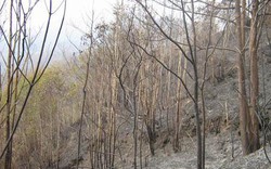 19 tỉnh có nguy cơ cháy rừng cực kỳ nguy hiểm