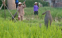 Quảng Nam: Vụ đông xuân có nguy cơ khô hạn 