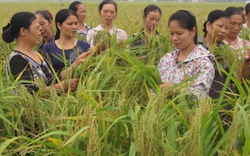 Nam Định: 35 nông dân nhận chứng chỉ sơ cấp nghề trồng lúa    