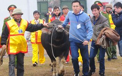 Hội chọi trâu Báo NTNN - huyện Phúc Thọ 2014 thành công tốt đẹp