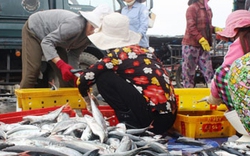 Quảng Ngãi: Ngư dân trúng cá sòng và cá nục gai