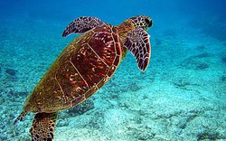 Thừa Thiên - Huế: Dân giao nộp rùa biển quý hiếm