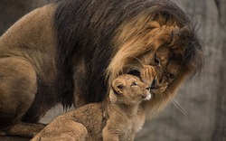 Xúc động giây phút sư tử bố hội ngộ đàn con