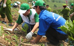 Tuyên Quang: Hỗ trợ trồng mới rừng phòng hộ