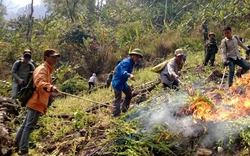 Mường Tè &#40;Lai Châu&#41;: Tổ chức triệt phá cây thuốc phiện 