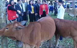 Cơ hội thoát nghèo  nhờ “ngân hàng bò” 