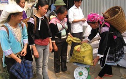 Lai Châu: Phân bổ 730 tấn gạo cứu đói giáp hạt 