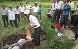 Quảng Nam: Hỗ trợ nông dân sản xuất phân hữu cơ vi sinh 