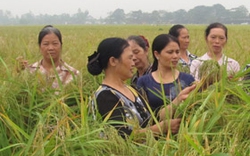 Khánh Hòa: Mở lớp học trồng lúa 