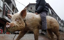 Nông dân Trung Quốc dùng lợn &#34;khủng&#34; làm... phương tiện đi lại