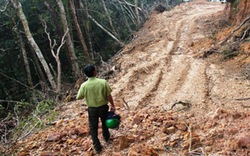 2 vụ phá rừng ở Khu bảo tồn thiên nhiên Ngọc Linh: Lòng vòng  truy trách nhiệm