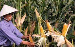 Trà Vinh: Hơn 42 tỷ đồng hỗ trợ nông dân trồng ngô giống