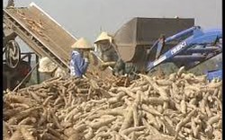 Khánh Hòa: Khoai mì tăng giá, nông dân phấn khởi