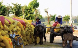 Thị trường lúa gạo: Thông tin ngắt khúc