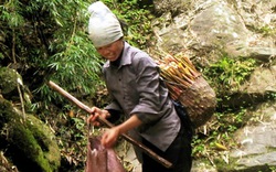 Mùa măng rừng xứ Lạng