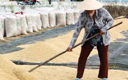 Phải đổi cách sản xuất kinh doanh lúa gạo