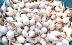 Tỏi cô đơn giá 700.000 đồng/kg